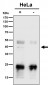 Anti-PCBP2 Rabbit Monoclonal Antibody